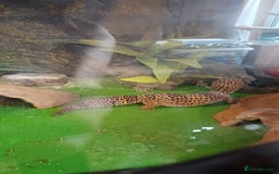 Gecko reptiles for sale: Female Leopard Gecko - Image 2