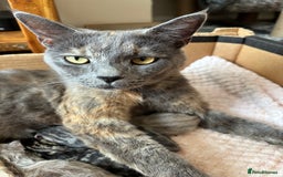 Maine Coon cats for sale: 7 Maine Coon x Bengal kittens - Image 20