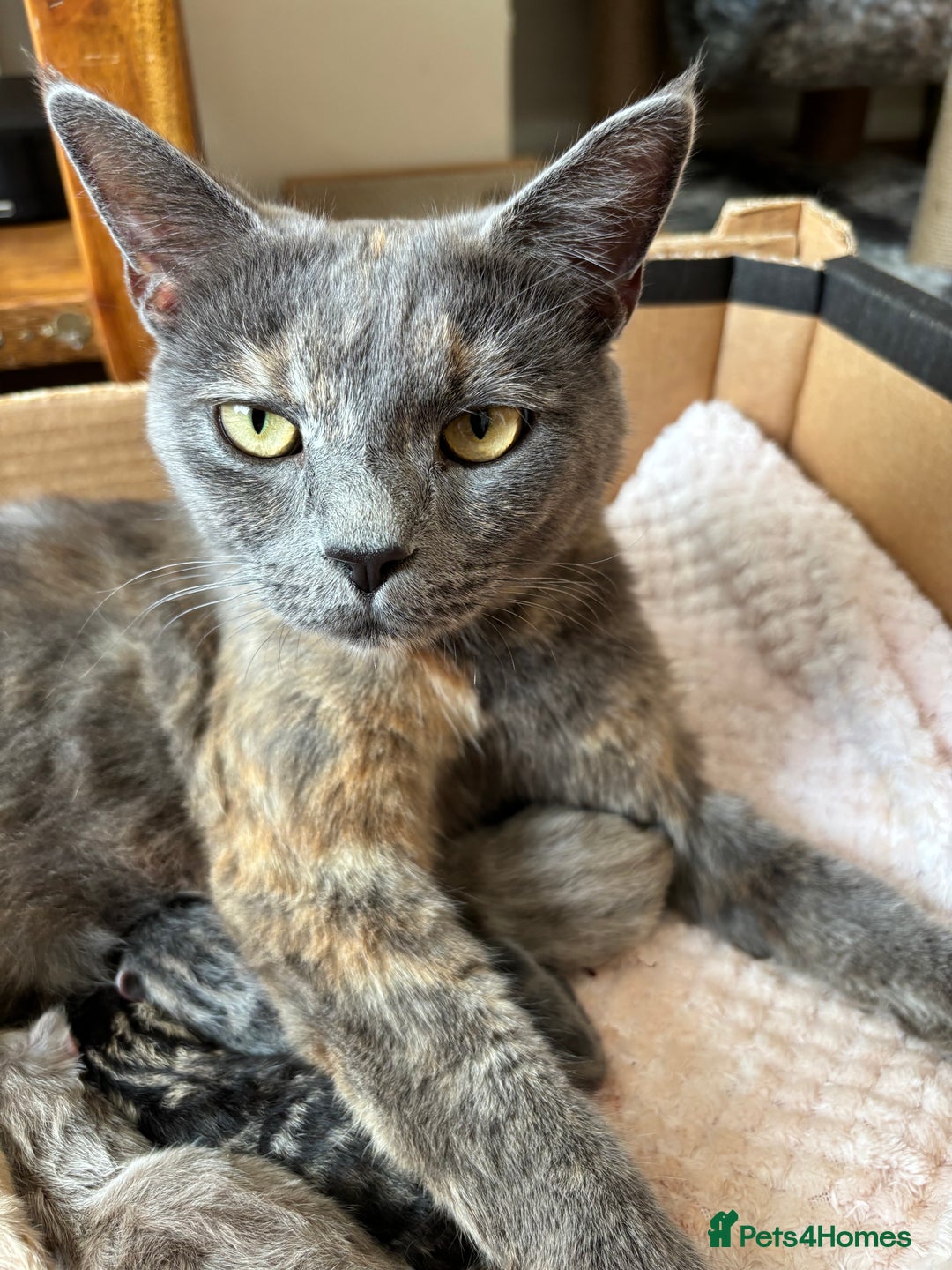 Maine Coon cats for sale: 7 Maine Coon x Bengal kittens - Image 20