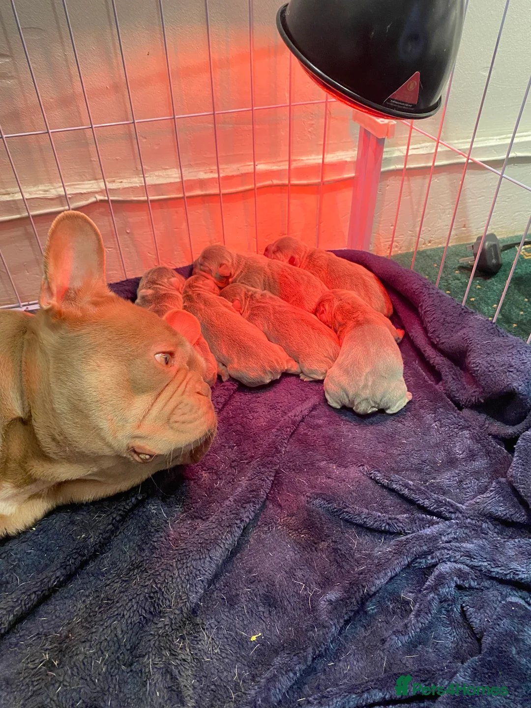 French Bulldog dogs for sale: Quality French Bulldog Lilac & Tan Puppies - Advert 2