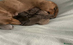 Miniature Dachshund dogs for sale: STUNNING MINIATURE DACHSHUND PUPPIES - Image 3