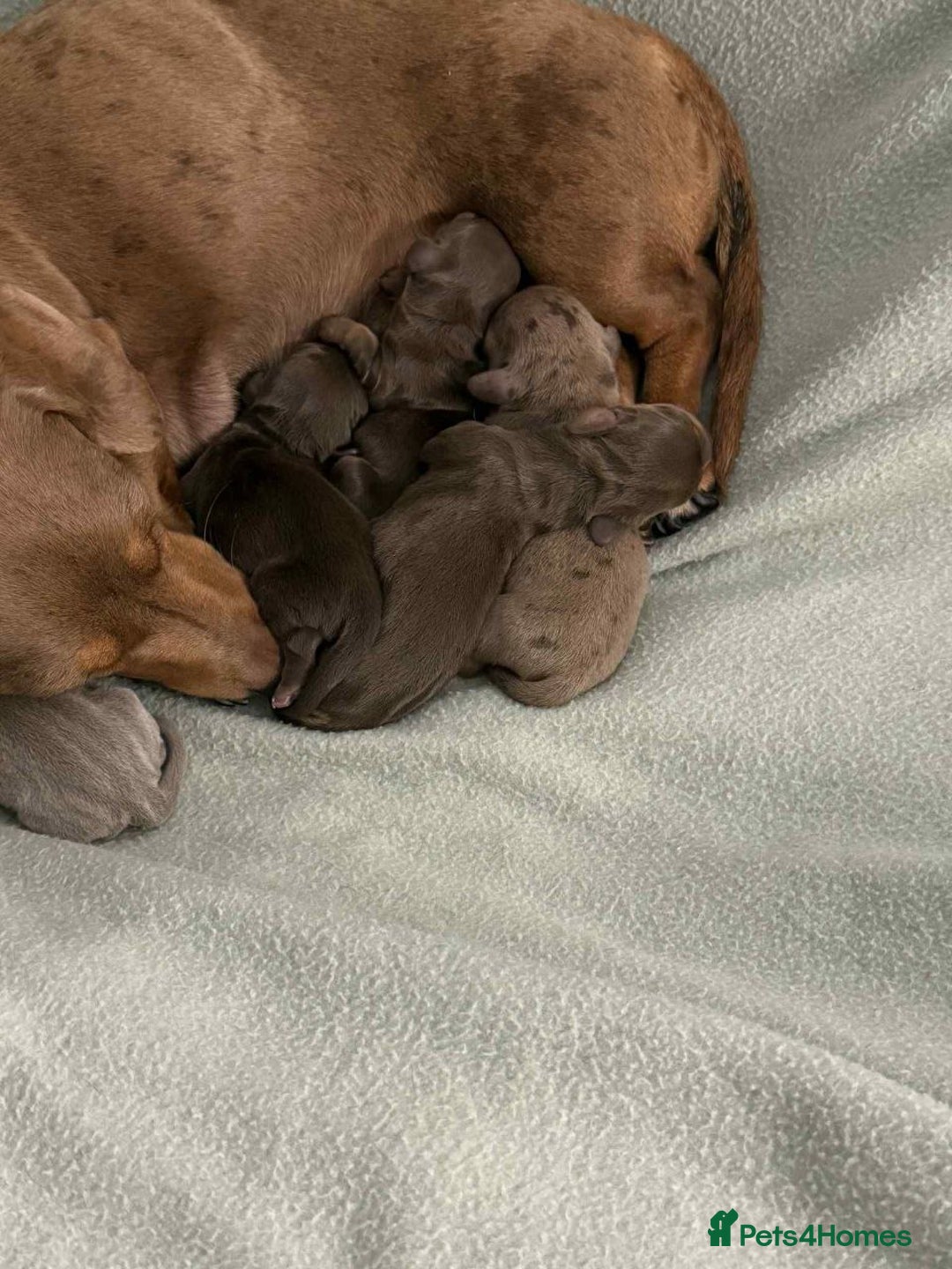 Miniature Dachshund dogs for sale: STUNNING MINIATURE DACHSHUND PUPPIES - Image 3