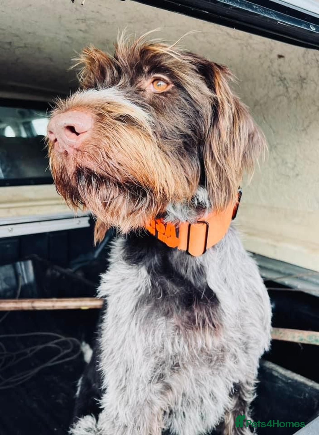 German Wirehaired Pointer dogs for sale: KC registered German Wirehaired Pointers - Advert 2