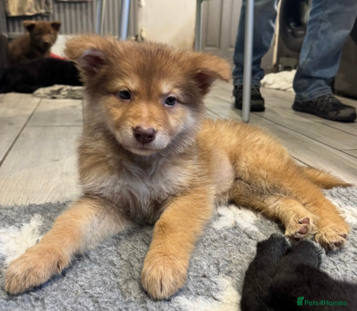 Saarloos Wolfdog dogs Extensively Health Tested Wolfdog Puppies - Advert 1