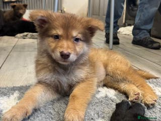 Saarloos Wolfdog dogs Extensively Health Tested Wolfdog Puppies - Advert 18