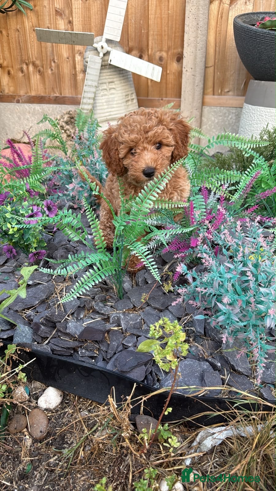 Cavapoochon dogs Miniature Cavapoochon Puppies for Sale - Advert 1