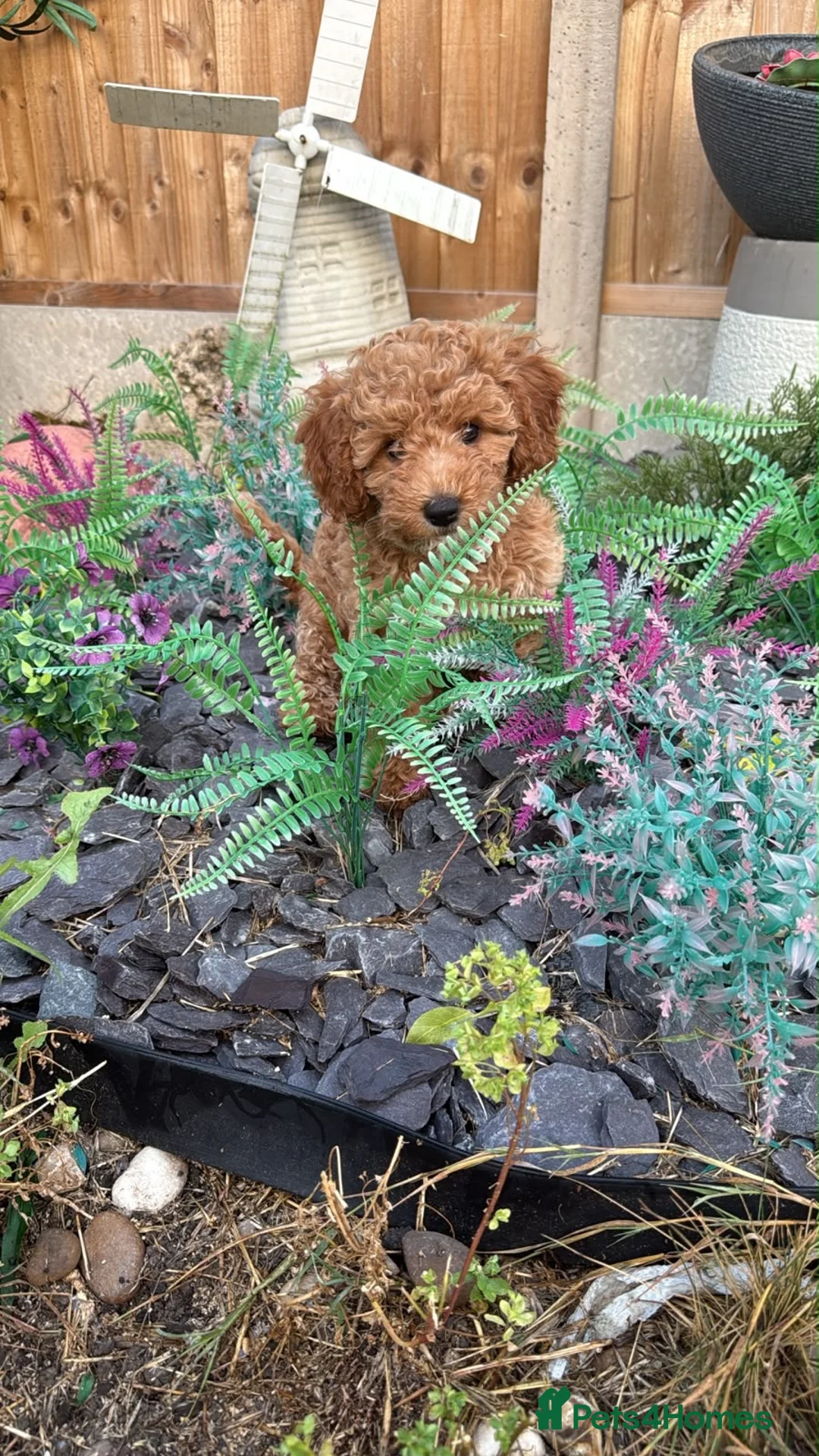 Cavapoochon dogs for sale: Miniature Cavapoochon Puppies for Sale - Advert 1