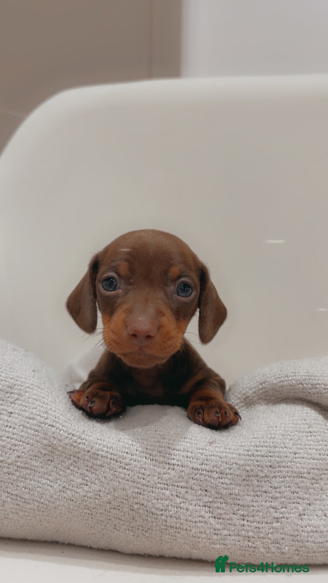 Dachshund dogs for sale: Sausage dog puppies  - Advert 14