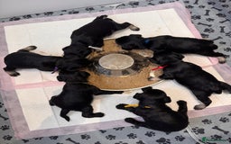 Miniature Schnauzer dogs for sale: Adorable KC registered Miniature Schnauzers - Image 31
