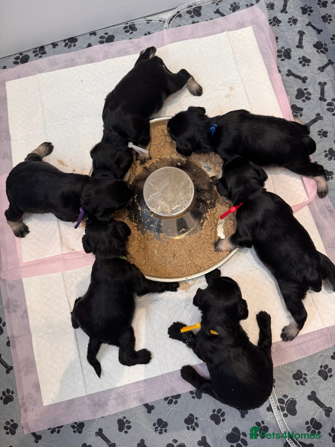 Miniature Schnauzer dogs for sale: Adorable KC registered Miniature Schnauzers - Image 31