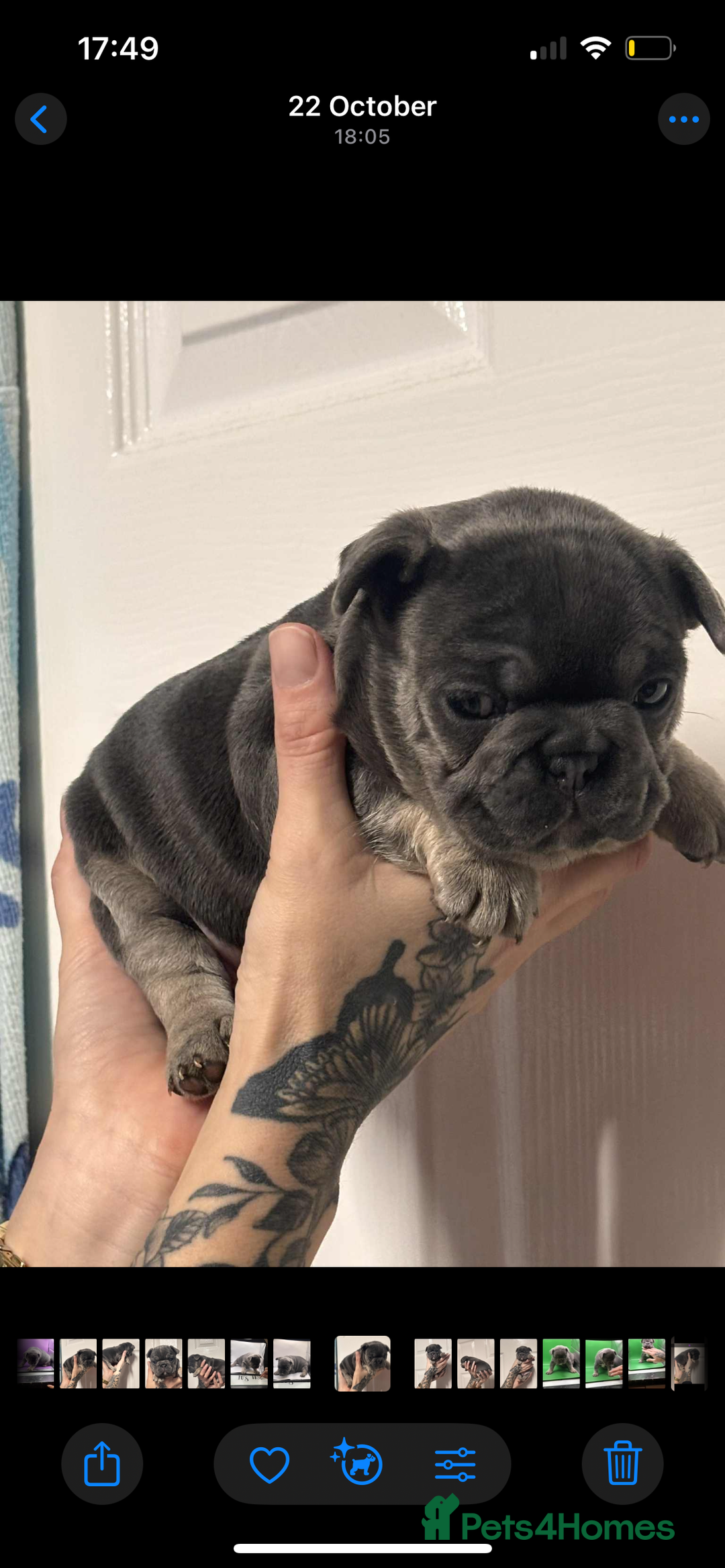 French Bulldog dogs for sale: Beautiful French bulldogs 🐶   - Image 8