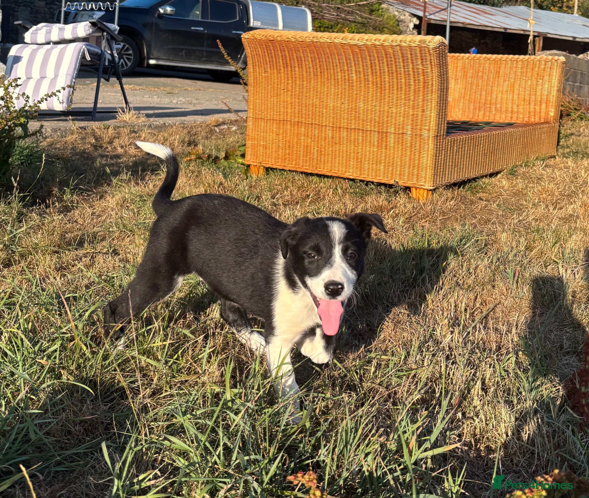 Border Collie dogs Beautiful pups - Advert 1