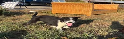 Border Collie dogs for sale: Beautiful pups - Advert 1