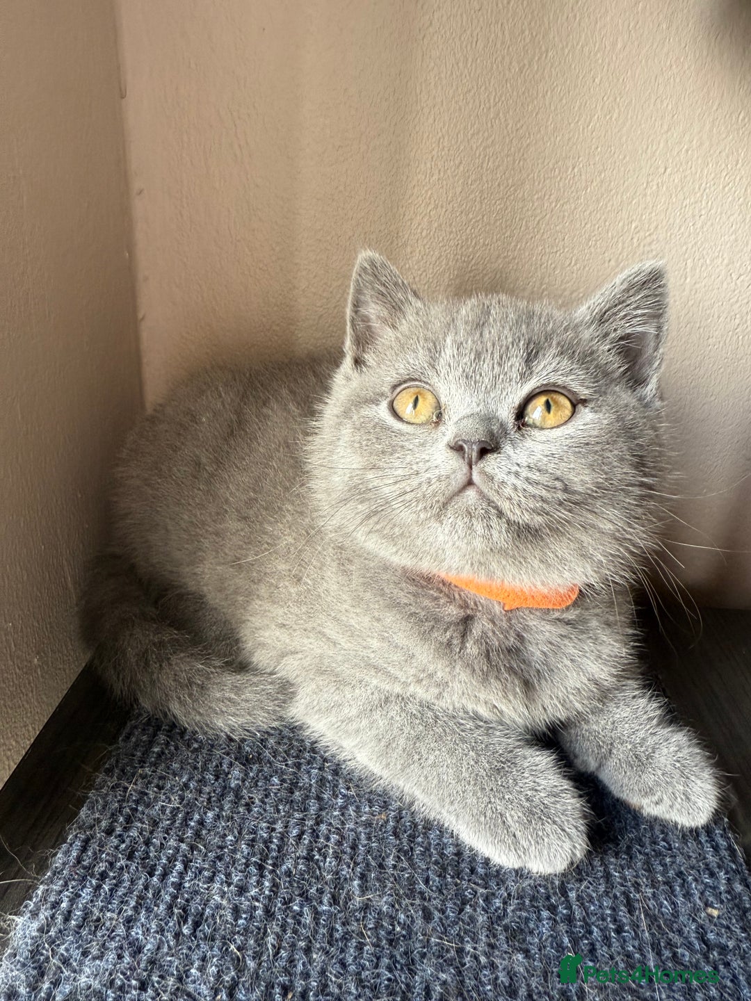 British Shorthair cats for sale: Pedigree BSH Last Female kitten ready to go!! - Image 13