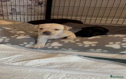 Labrador Retriever dogs for sale: Labrador puppies - Image 5