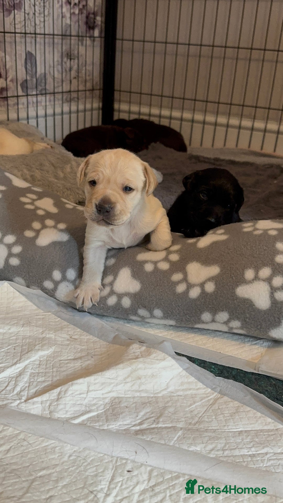 Labrador Retriever dogs for sale: Labrador puppies - Image 5