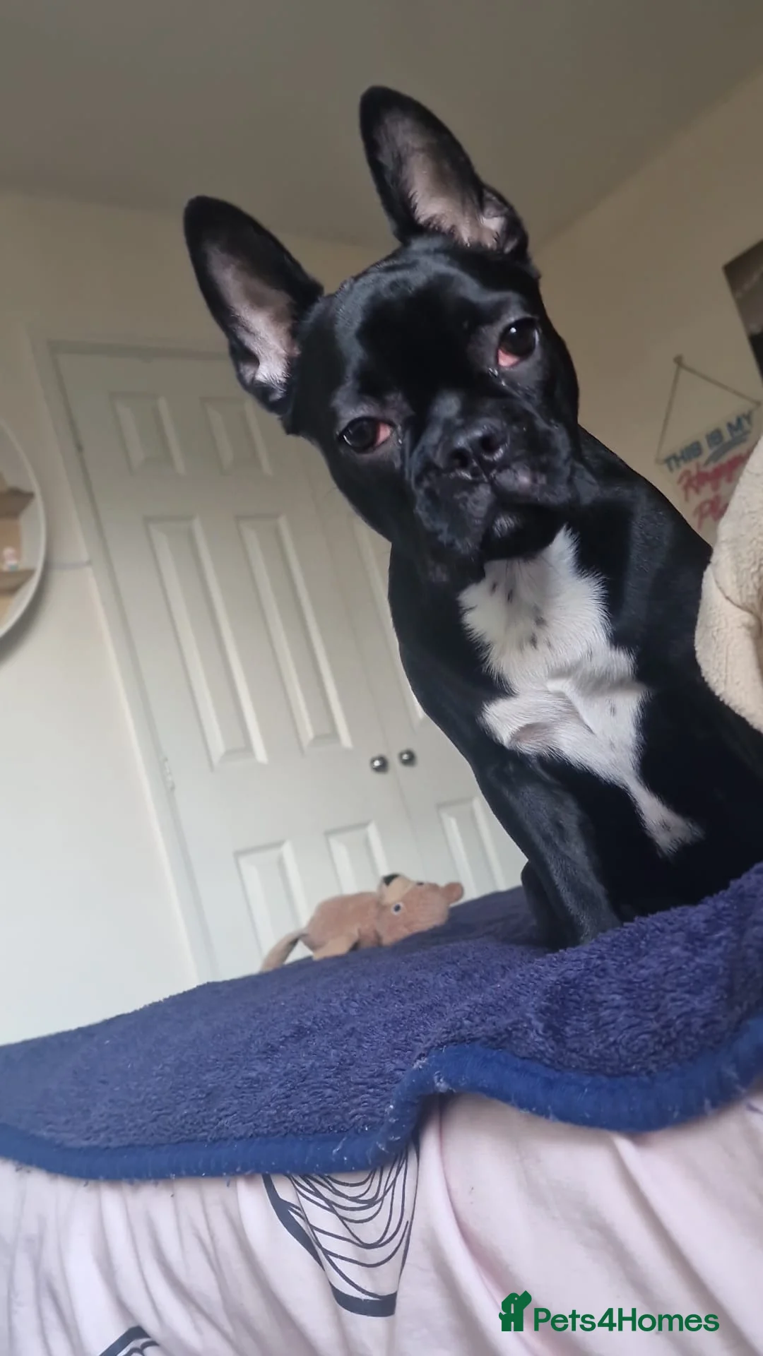 Mixed Breed dogs for sale: Kiki and Momo best friends in Poole - Advert 2