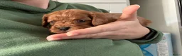 Cavapoo dogs for sale: Fully Health Tested F1 Cavapoo’s  - Advert 4