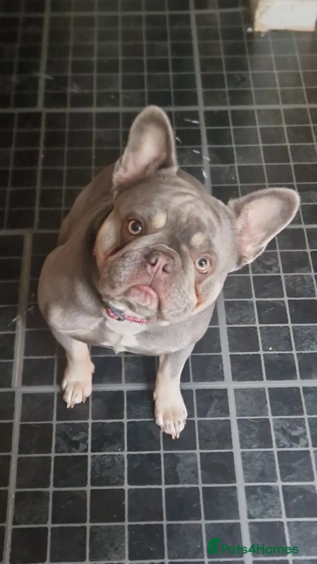 French Bulldog dogs for sale: Lilac blue and merle frenchies  - Advert 1