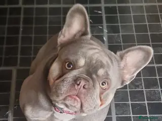 French Bulldog dogs Lilac blue and merle frenchies - Advert 1