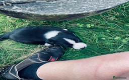 Border Collie dogs for sale: Collie farm pups for sale - Advert 5
