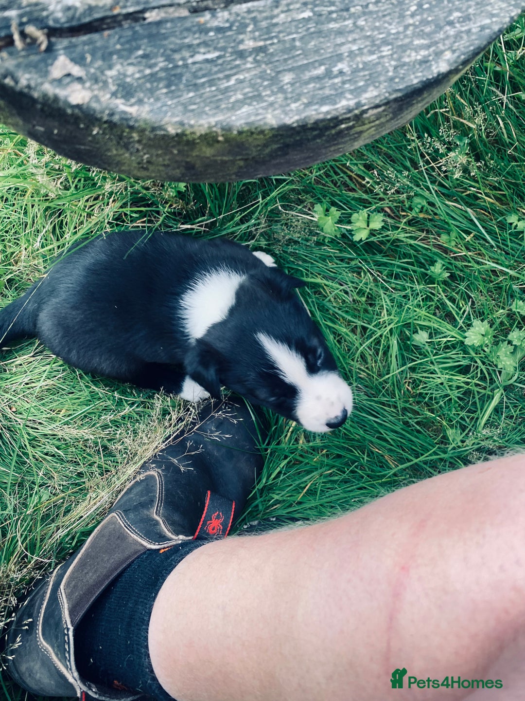 Border Collie dogs for sale: Collie farm pups for sale - Advert 5