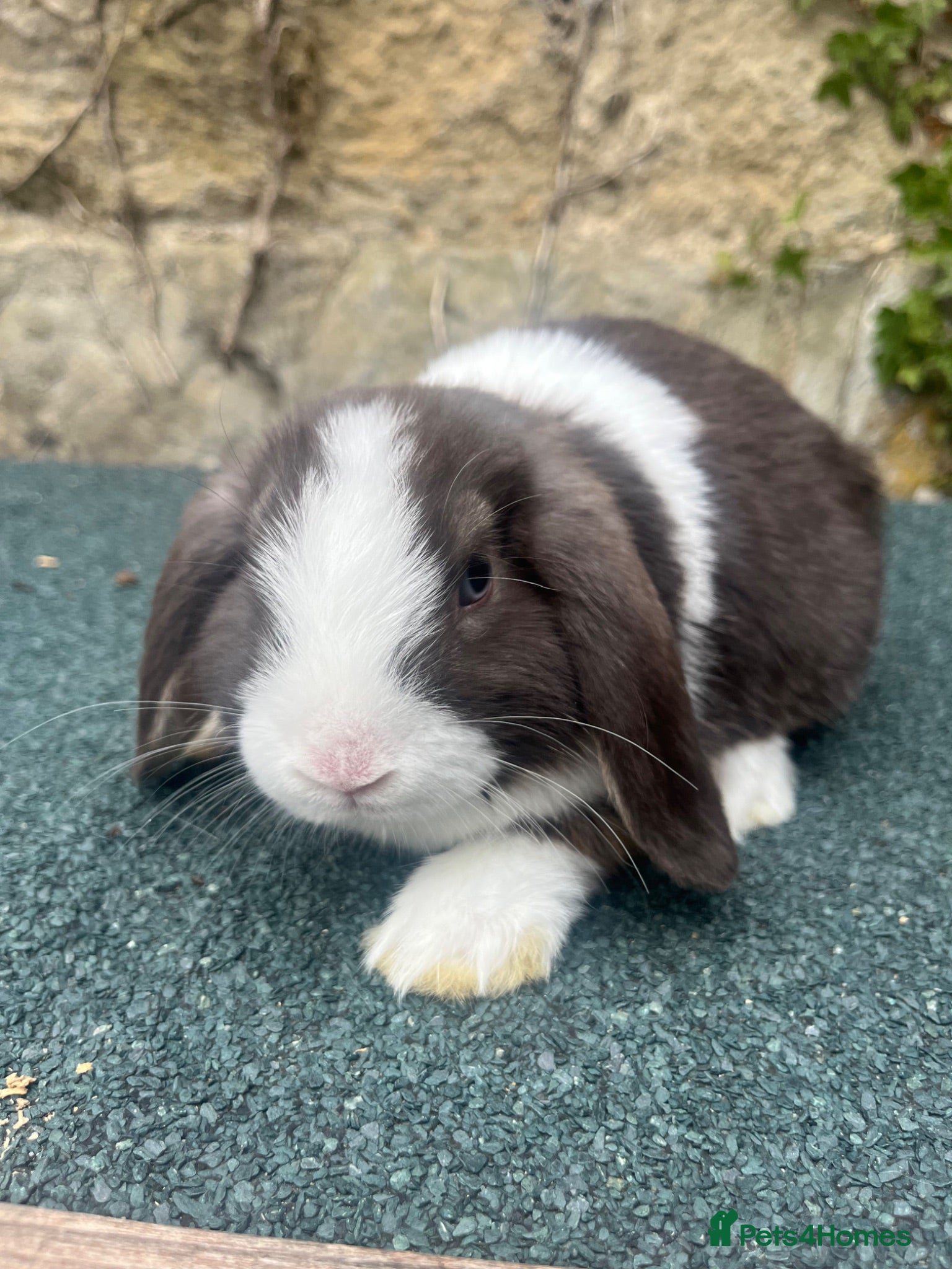 Mini Lop rabbits Gorgeous mini lops ready to go now   - Advert 6