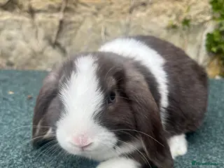 Mini Lop rabbits Gorgeous mini lops ready to go now - Advert 6