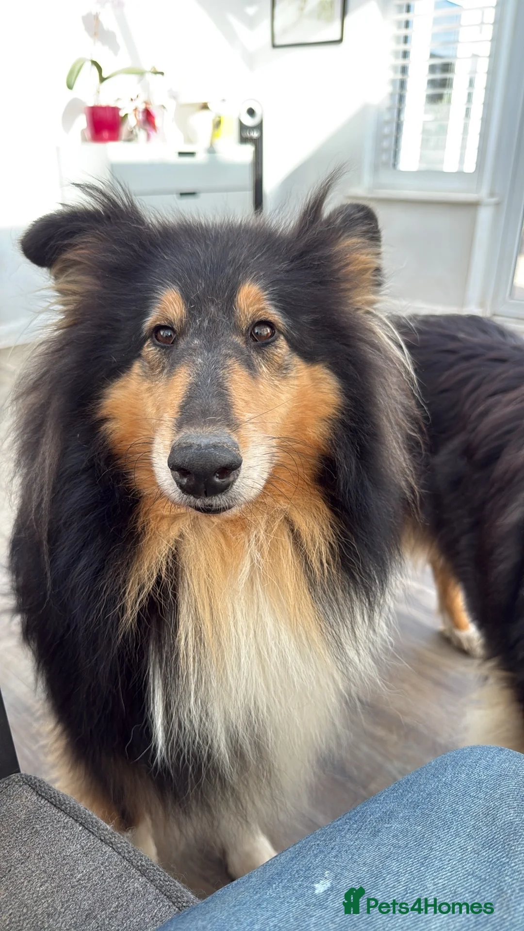 Rough Collie dogs for sale: Ready Now- Stunning Sable & White Female Puppy - Advert 2