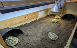 Tortoise reptiles for sale: Breeding Pair of 5 Tortoises 4 Female 1 male  in Ruislip - Image 8