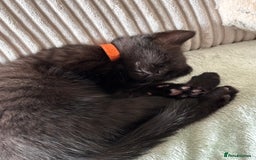 Mixed Breed cats for sale: Kittens  - Image 4