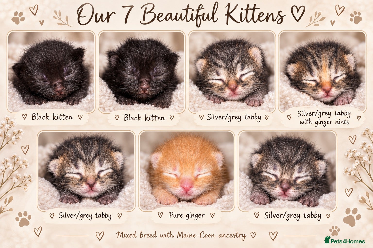 Mixed Breed cats  mixed kittens, Maine coon ancestry and ragdoll 🐾 - Advert 5