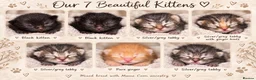 Mixed Breed cats for sale:  mixed kittens, Maine coon ancestry and ragdoll 🐾 - Advert 1