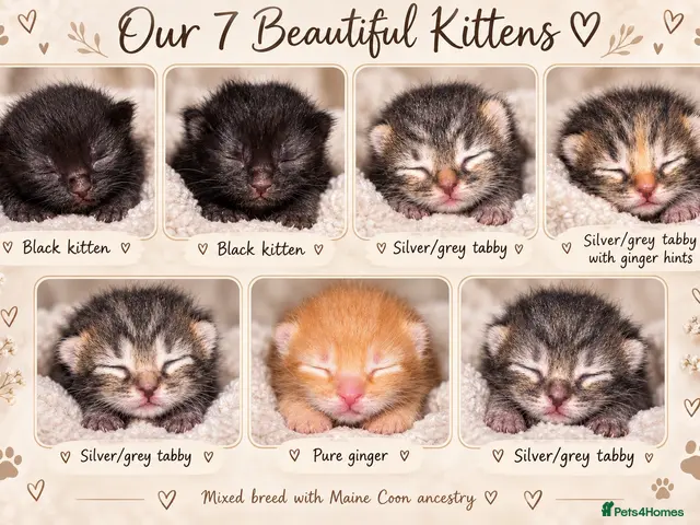 Mixed Breed cats mixed kittens, Maine coon ancestry and ragdoll 🐾 - Advert 1