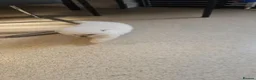 Pomeranian dogs for sale: Pomeranian pups in London - Advert 6