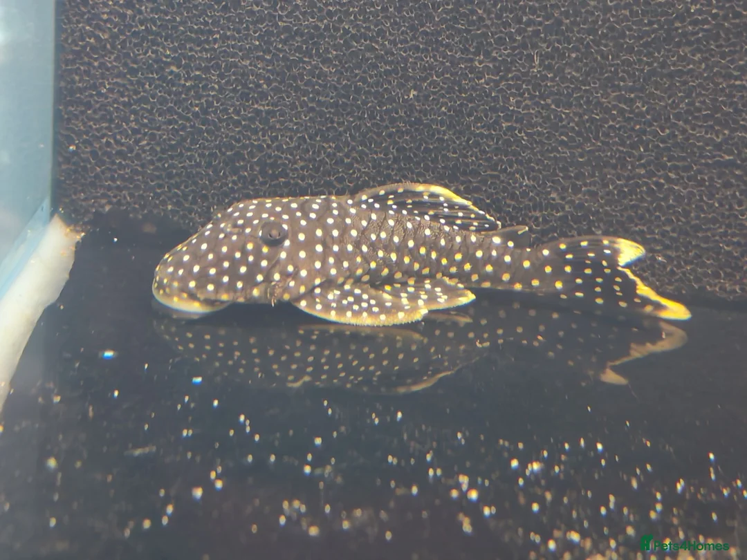 Angelfish fish for sale: Mixed fish loads available in Chester-le-Street - Advert 2