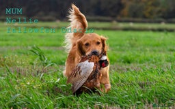 Golden Retriever dogs for sale: GOLDEN RETRIEVER  - Image 10
