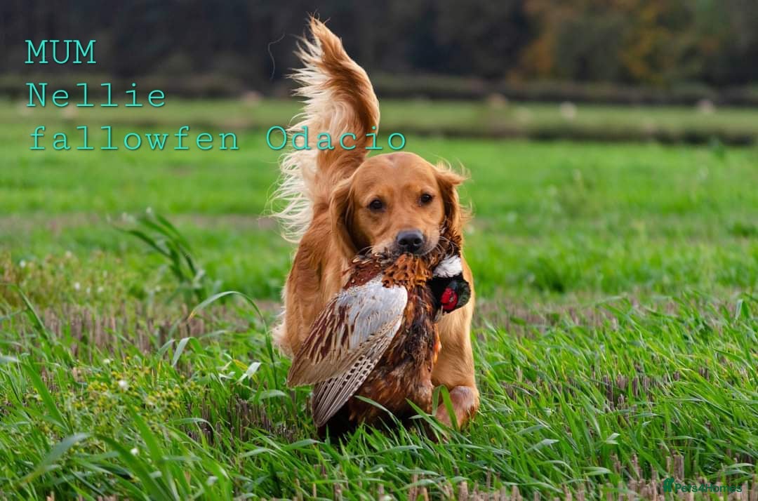Golden Retriever dogs for sale: GOLDEN RETRIEVER  - Image 10