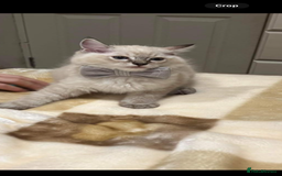Ragdoll cats for sale: Stunning GCCF reg ragdoll kittens available now  - Image 28