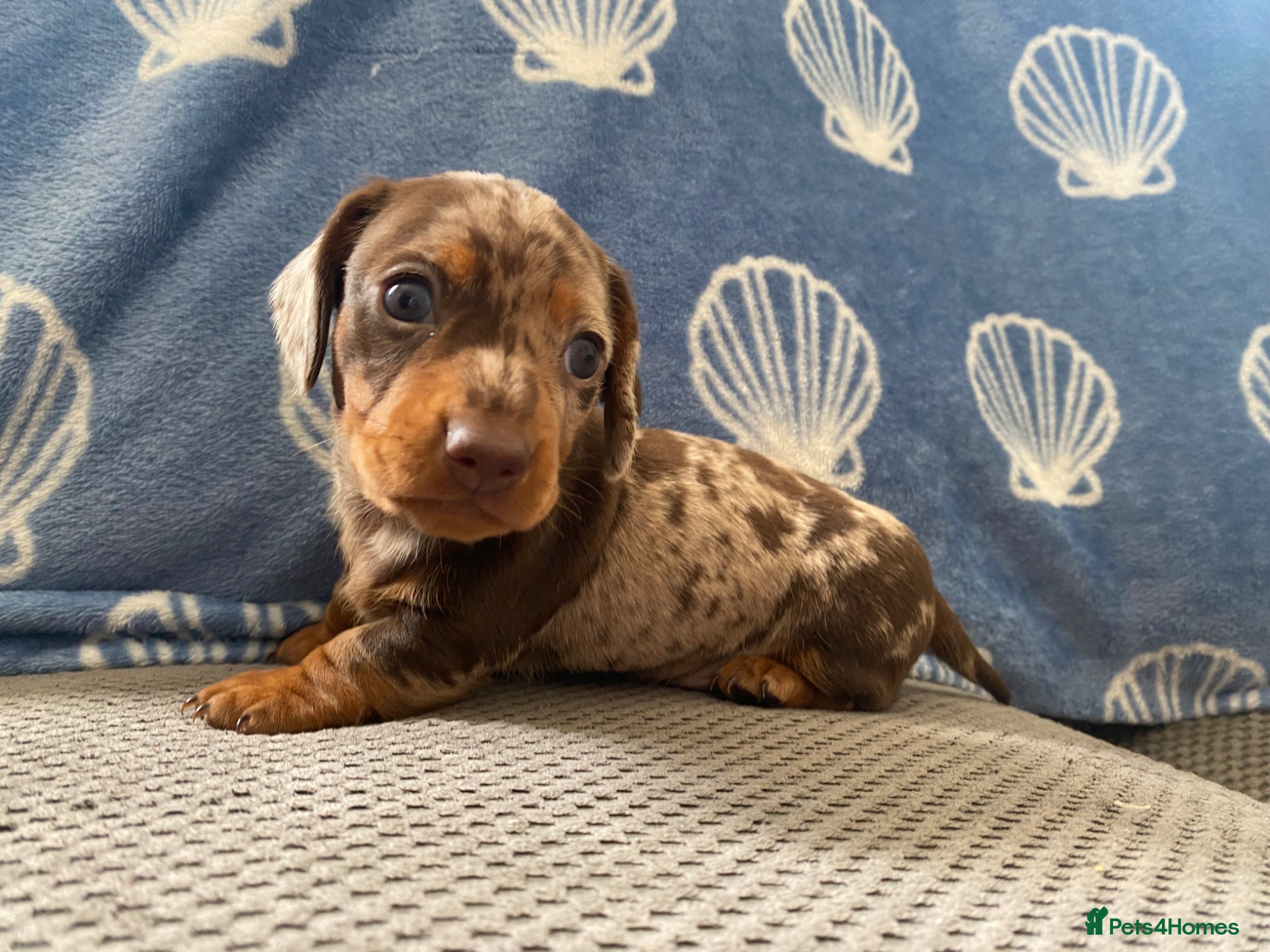 Miniature Dachshund dogs ROYAL KENNEL CLUB REGISTERED  - Advert 12