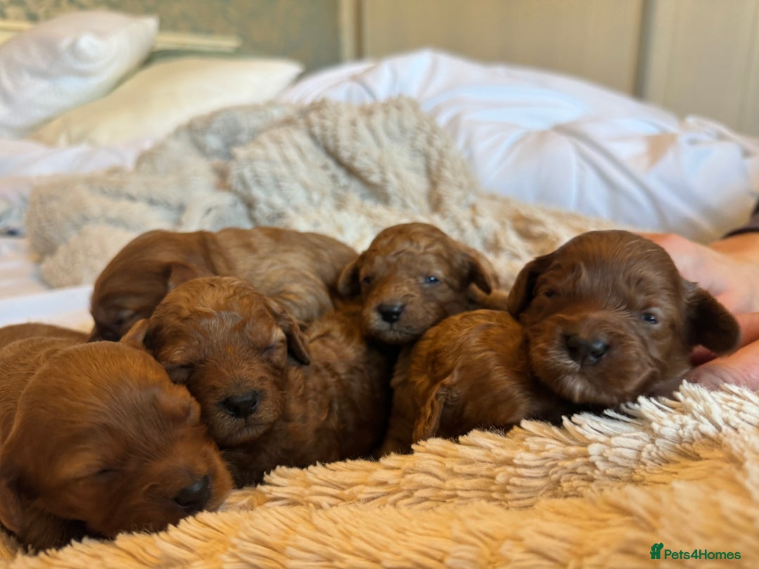 Cavapoo dogs for sale: Toy Cavapoo F1B - 4 girls & 3 boys - Advert 2