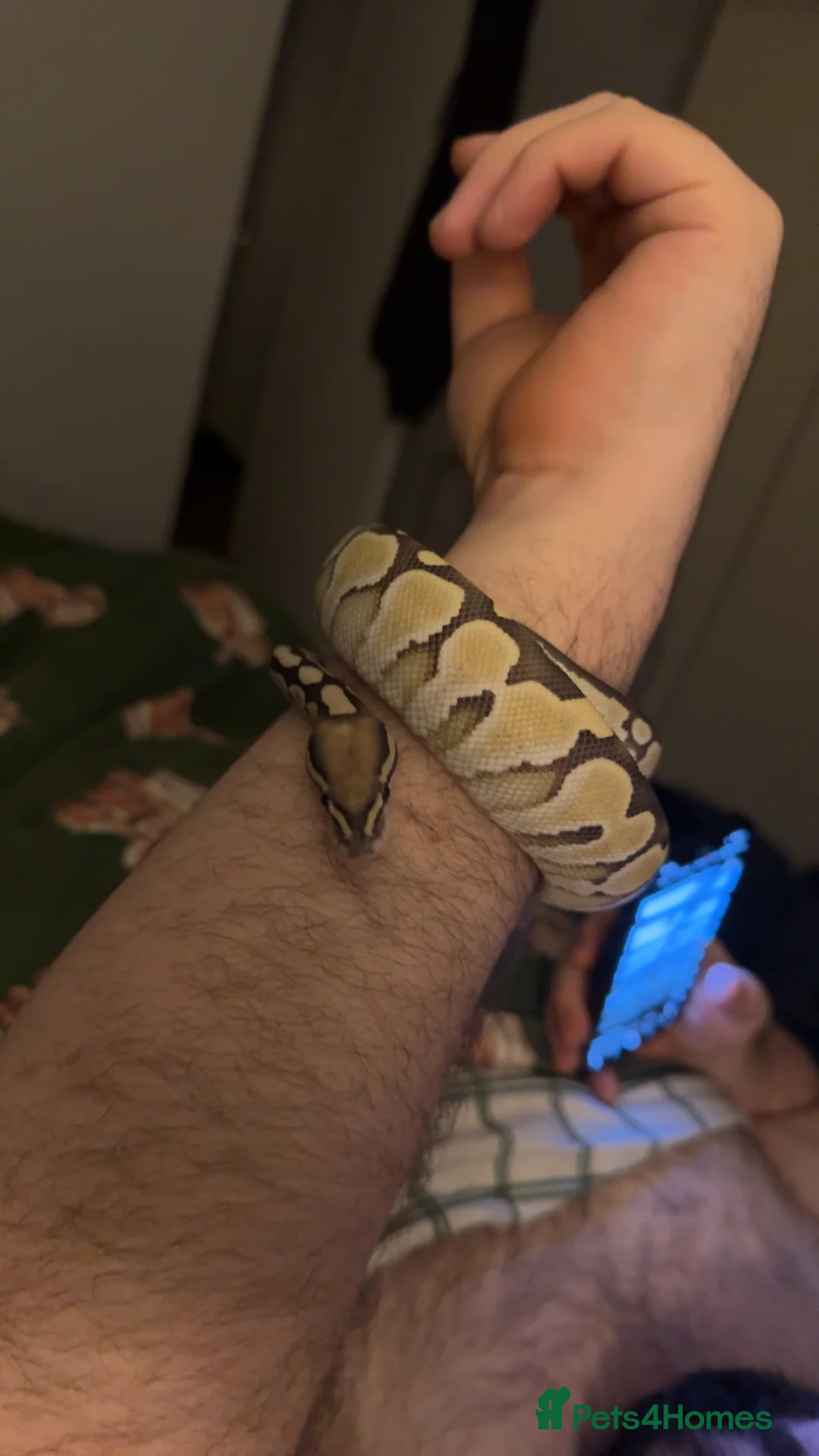 Python Snake reptiles for sale: Ball python  in Hemel Hempstead - Advert 2