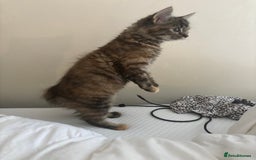 Persian cats for sale: Beautiful Persian x long haired kitten  - Image 4