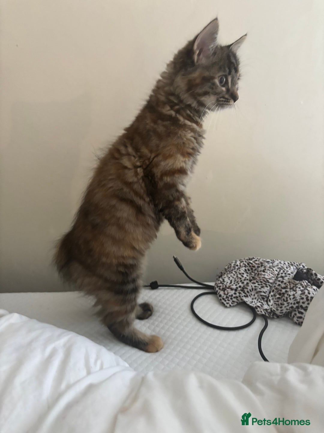 Persian cats for sale: Beautiful Persian x long haired kitten  - Image 4