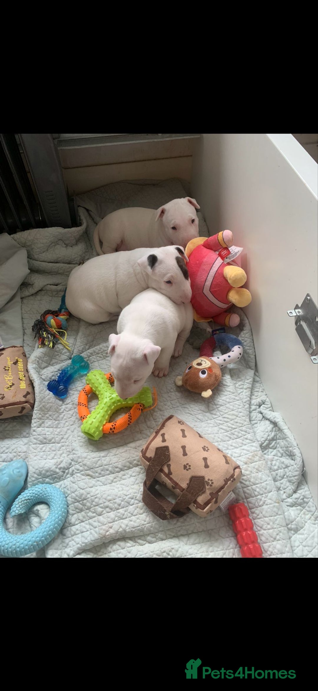 English Bull Terrier dogs for sale: English bull terierr puppies for sale  - Image 9