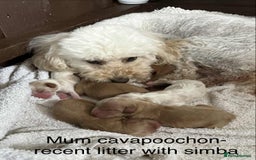 Cavalier King Charles Spaniel dogs for stud: Solid Ruby health tested cavalier King Charles  in Stoke-on-Trent - Image 7