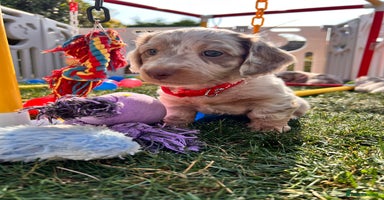 Miniature Dachshund dogs - Advert 13