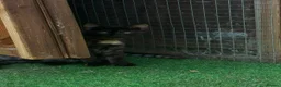 Mixed Breed cats for sale: Maine coon X bengal kitten - Advert 3