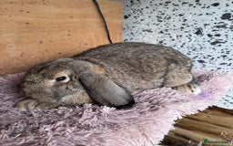 French Lop rabbits for sale: Purebreed French Lop Girl for sale  - Advert 3
