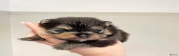 Pomeranian dogs for sale: KC Registered Champion bloodline Pomeranians  in London - Advert 3